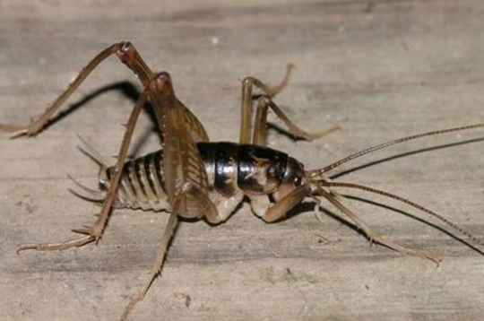 camel cricket control