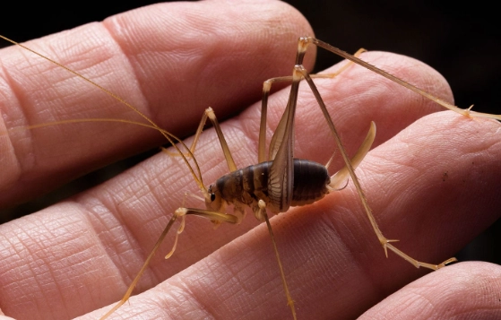 are spider crickets dangerous