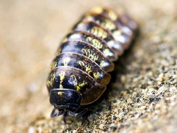 rolly polly diet rolly polly diet