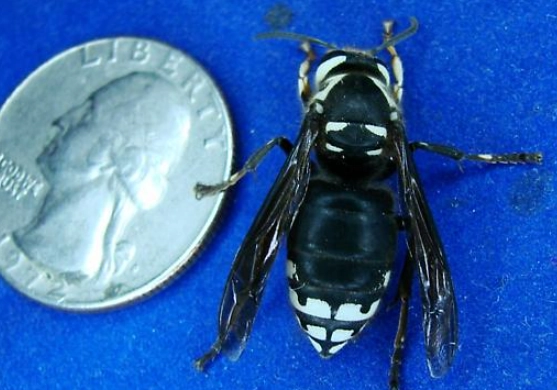 bald-faced hornet nest removal