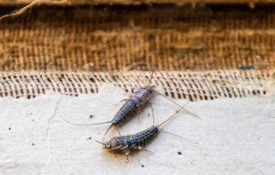 silverfish in bathroom
