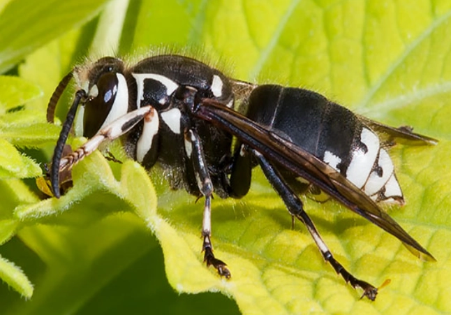 white-faced hornet