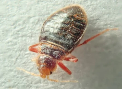 do bed bugs have wings