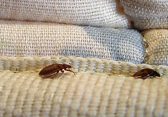 how do bed bugs move