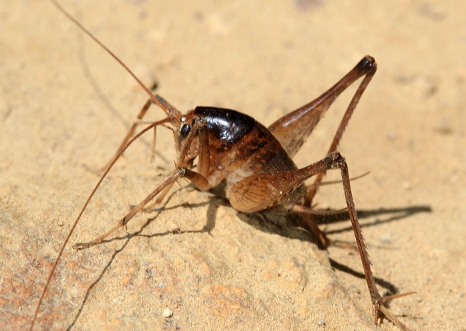 camel cricket control