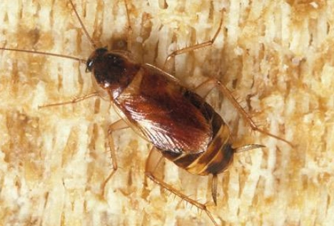 brown banded cockroach identification