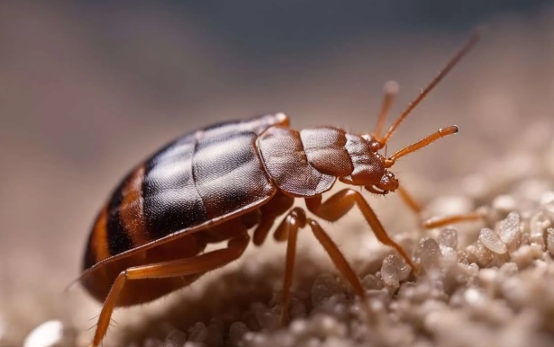 do bed bugs have wings