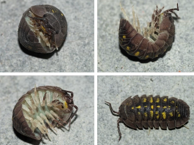 rolly polly diet rolly polly diet