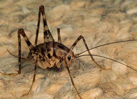 camel cricket control