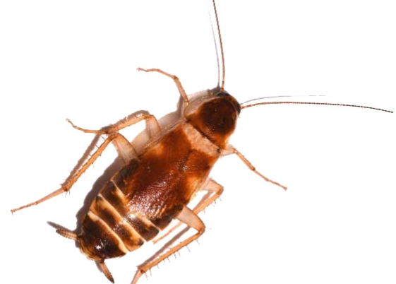 brown banded cockroach identification