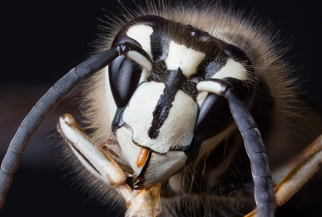 bald-faced hornet nest removal
