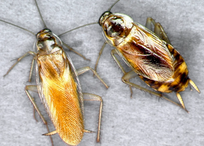 how to get rid of brown banded cockroaches