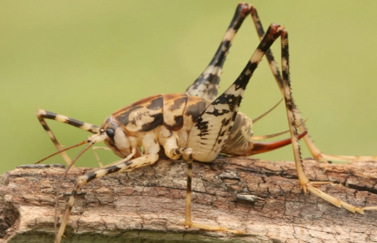 are spider crickets dangerous