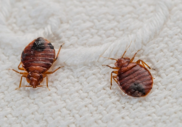 bed bugs fly