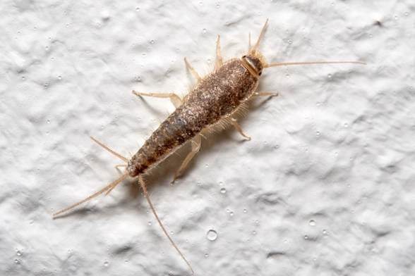 silverfish infestation