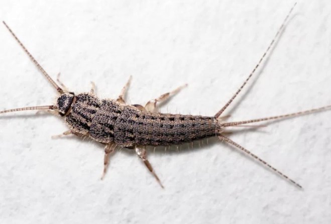 silverfish in bathroom