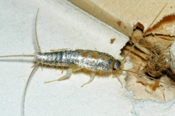 silverfish infestation
