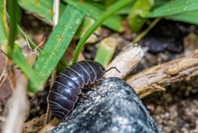 rolly polly diet rolly polly diet