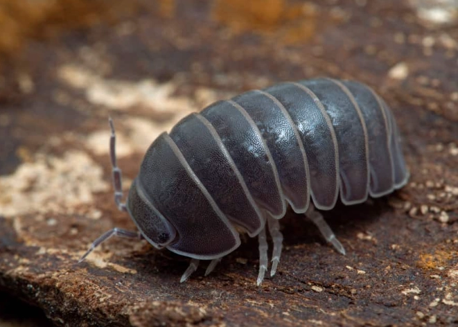 rolly polly diet rolly polly diet