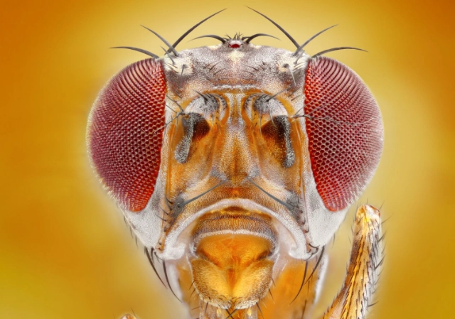 fruit fly trap vinegar fruit fly trap vinegar