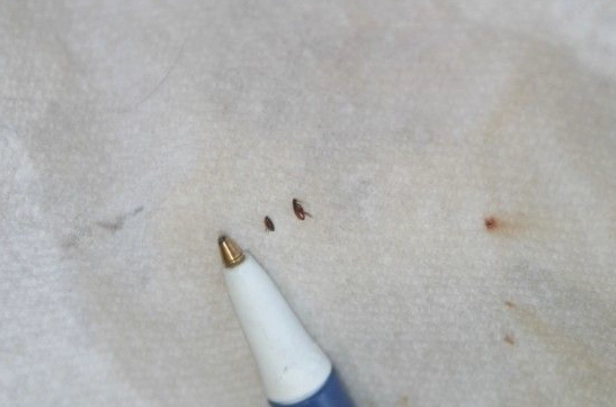 flea size in mm flea size in mm