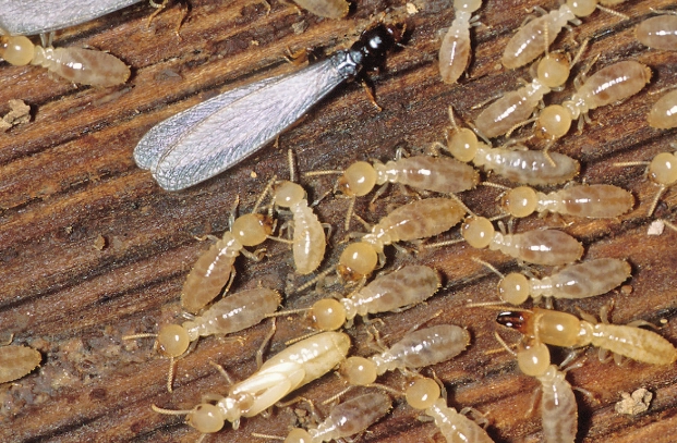 subterranean termite damage