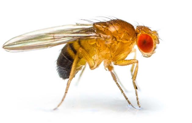 identify fruit flies identify fruit flies