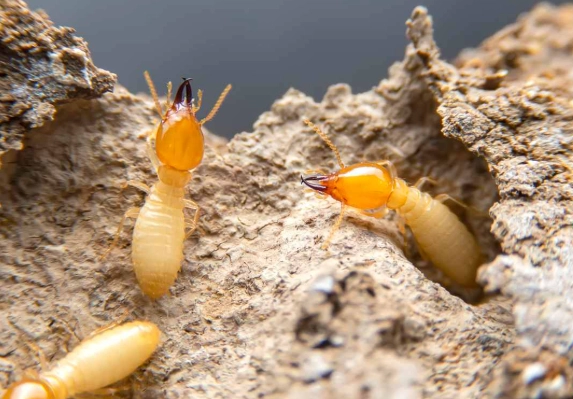 subterranean termite control