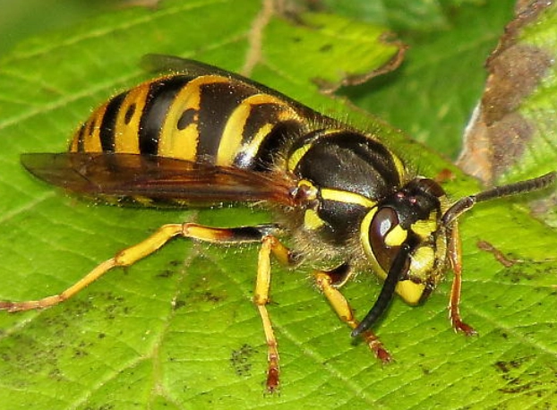 how to get rid of yellowjackets how to get rid of yellowjackets