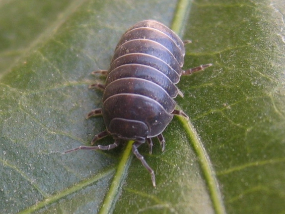 how to get rid of pill bugs