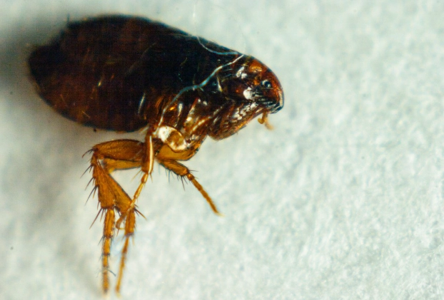 how small are fleas how small are fleas