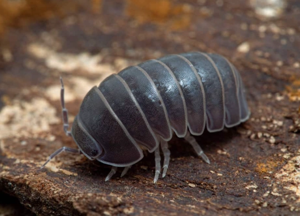 rollie pollies in garden