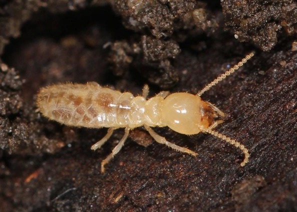 subterranean termite control