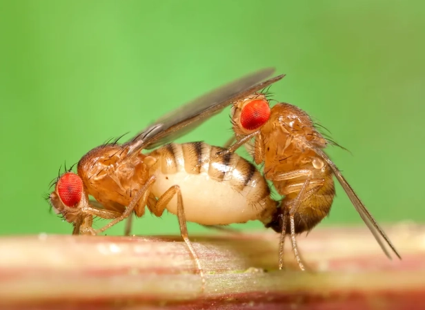 how to get rid of fruit flies how to get rid of fruit flies