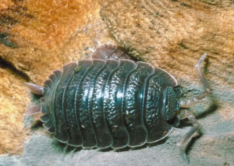 rollie pollies in garden