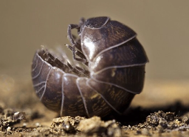 are pill bugs harmful