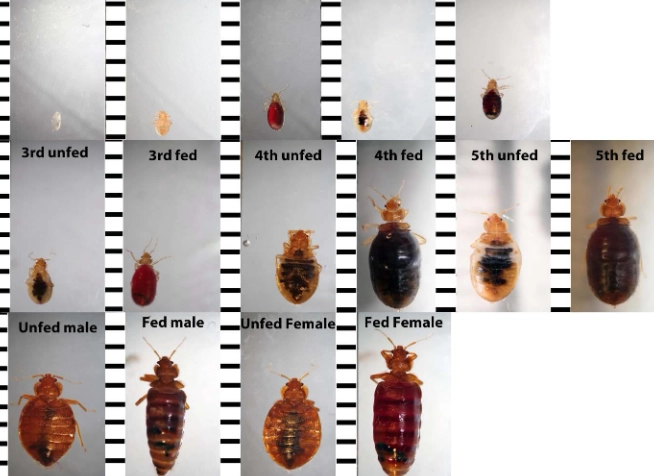 identify bed bug stages identify bed bug stages