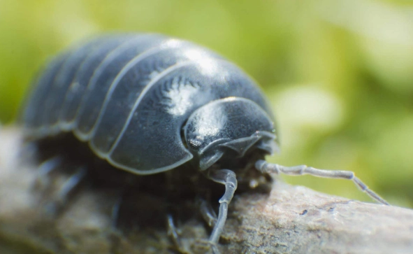 pill bugs