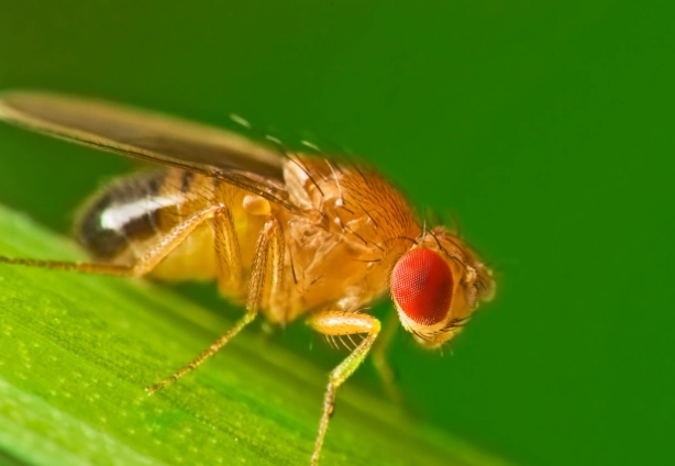 how to get rid of fruit flies how to get rid of fruit flies