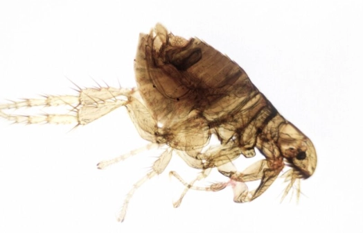 flea size in mm flea size in mm