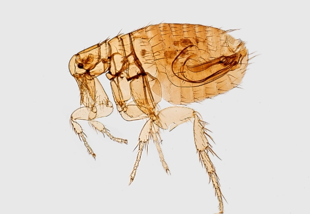 identify fleas by size identify fleas by size