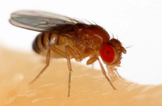 identify fruit flies identify fruit flies