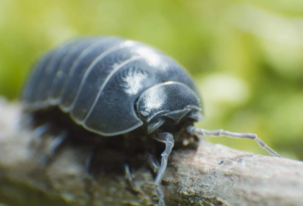 how to get rid of pill bugs