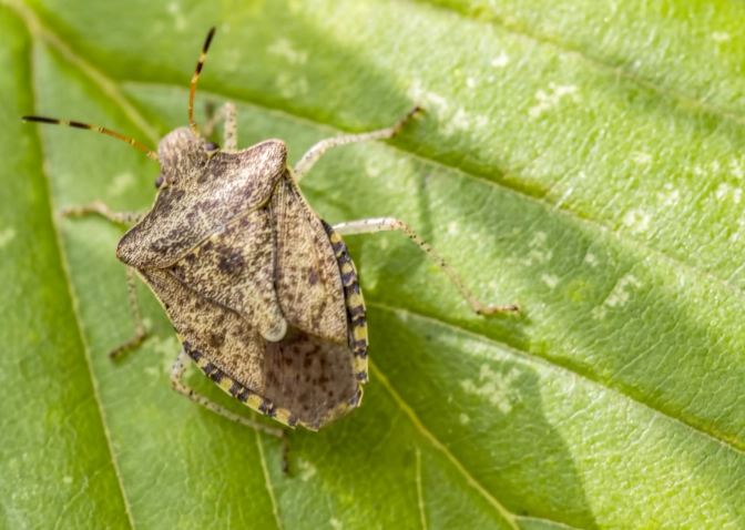 prevent stink bugs