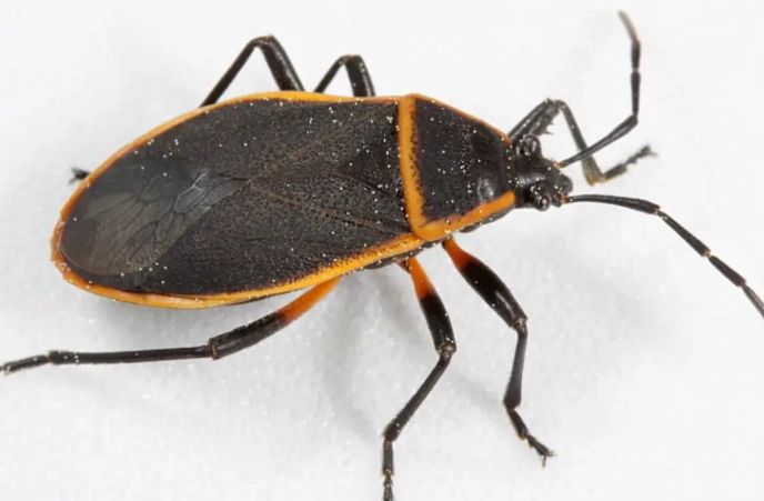 trademark infringement examples