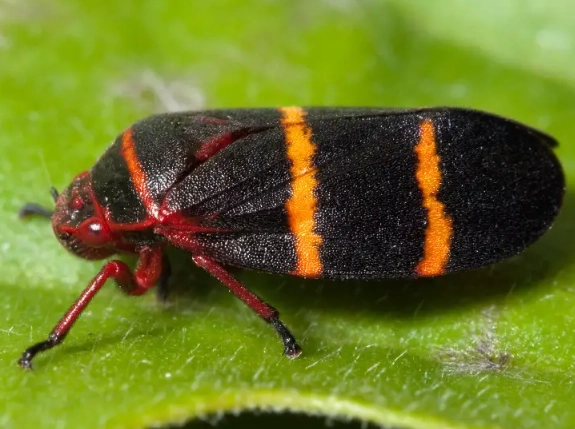 black bug orange