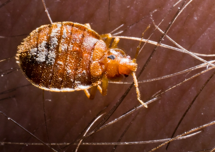 where do bed bugs come from