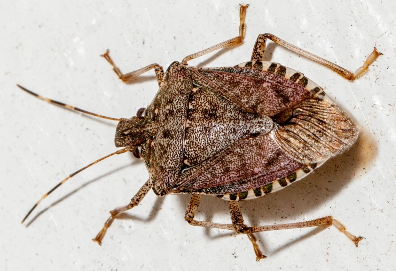 how to get rid of stink bugs