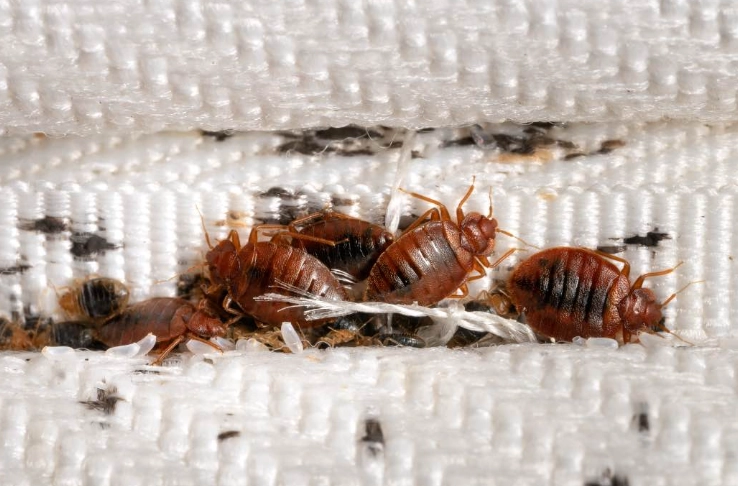 bed bug sources