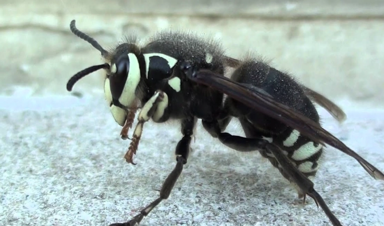 bald faced hornet identification